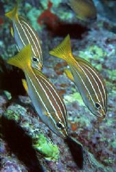 The trio. The species is Parapristipoma octolineatum, and... by Arthur Telle Thiemann 